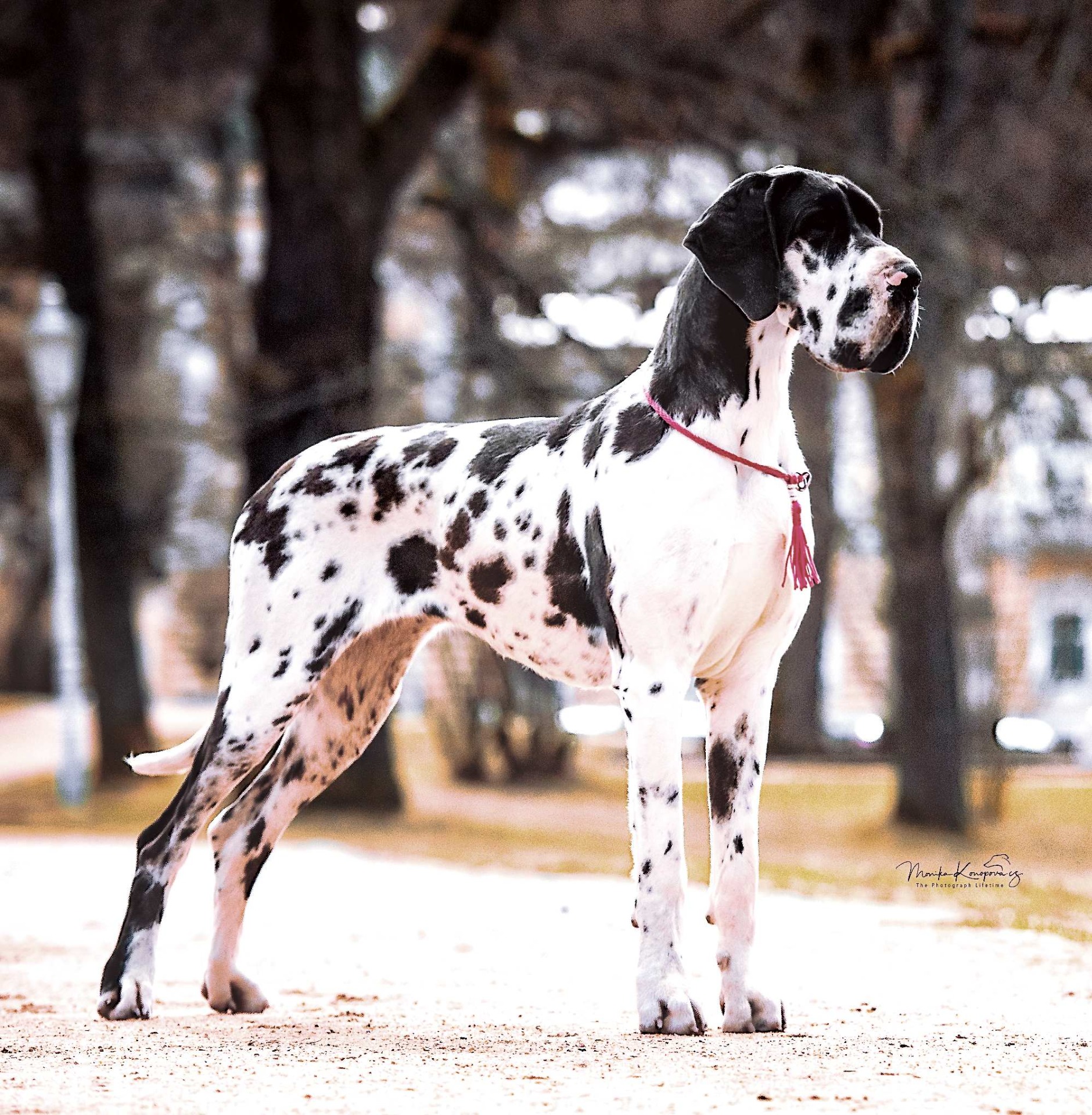 European Great Dane Uncropped Brindle Great Registered Great Dane