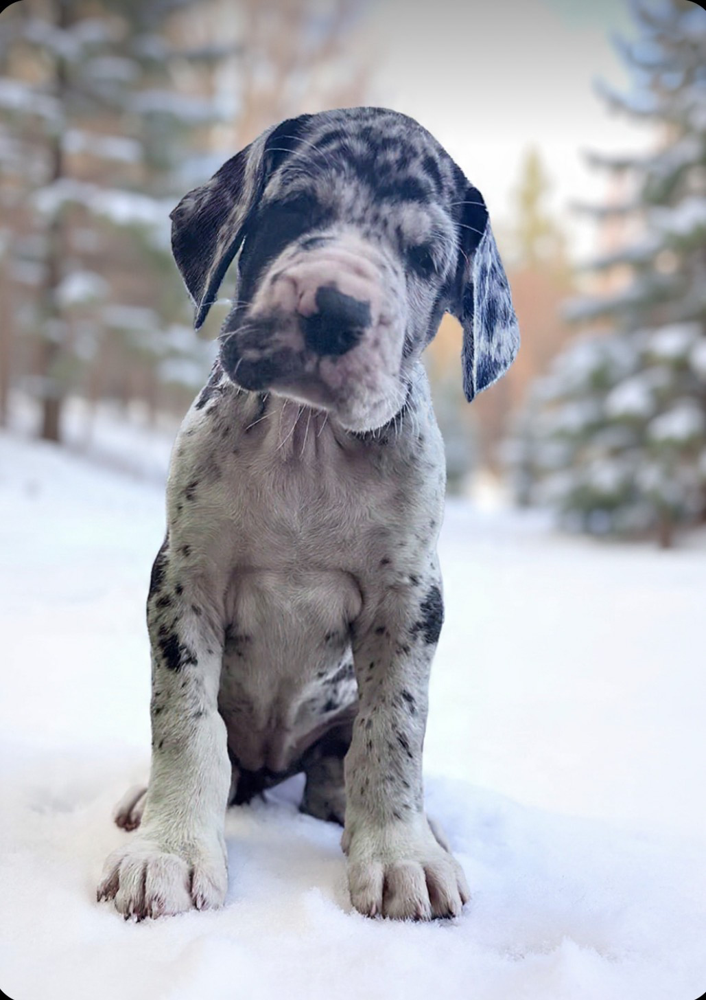 černošedé skrnitá fena